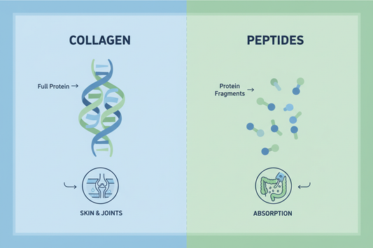 Collagen Peptides vs Regular Collagen: Which Is Better for Your Health?